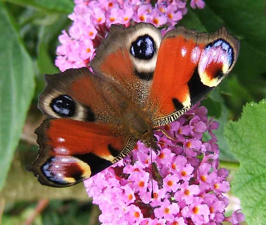 Aglais io Aglais io